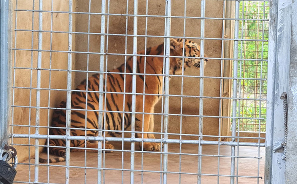 7 tháng nuôi 8 con hổ hết hơn 3 tỷ đồng